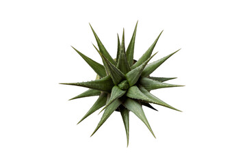 Fototapeta premium Agave succulent plant from top view on transparent background