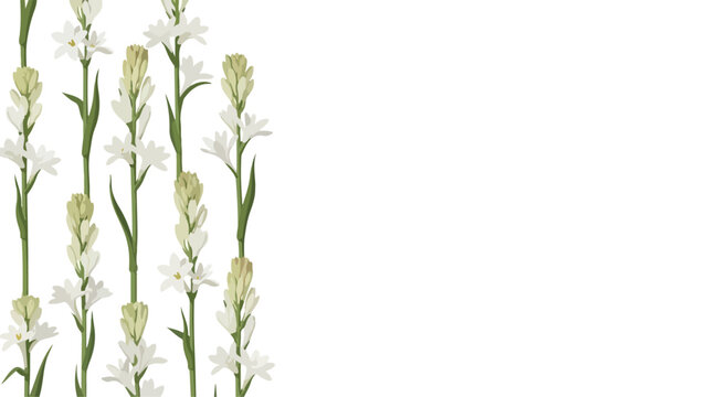 Delicate white tuberose flowers arranged in a vertical pattern on a clean white background with copy space