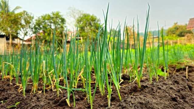 Green onion plants growing in vegetable garden bed. Fresh green green onions growing in a vegetable garden field with morning mist background. Lao Multiply Onion