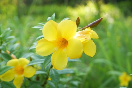 The Golden Trumpet flowers are in full bloom.