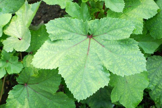 green leaves The deeply lobed, palmate leaf of Abelmoschus esculentus, showcasing the prominent primary venation and the slightly serrated margins characteristic of the Malvaceae family.on a tree