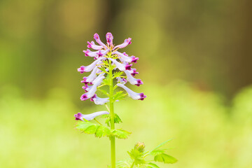 Fototapeta premium 春の野山 ムラサキケマンの紫の花08