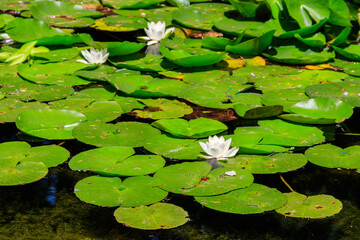 Fototapeta premium Beautiful water lily (Nymphaea) in a lake