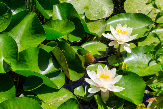 Beautiful water lily (Nymphaea) in a lake