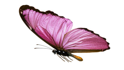 Vibrant purple butterfly with intricate wing patterns, displaying delicate antennae and brown legs © Maelle