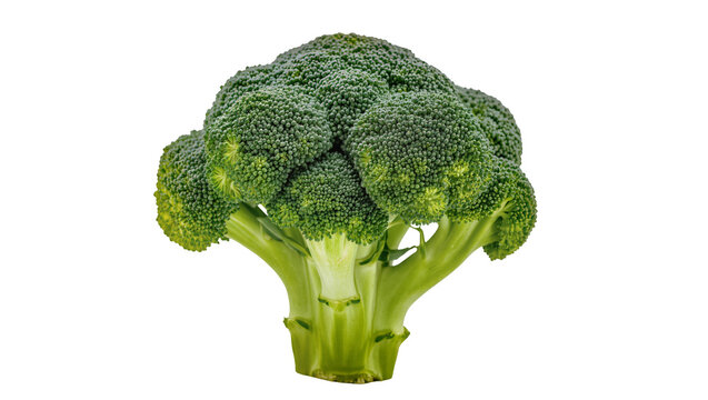 Vibrant green broccoli head displaying dense florets, showcasing healthy vegetable produce