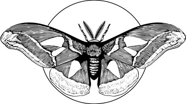 Detailed illustration of a moth with intricately patterned wings, set within a circle
