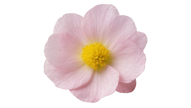 Delicate pink flower with yellow stamen, displaying soft petals and natural texture
