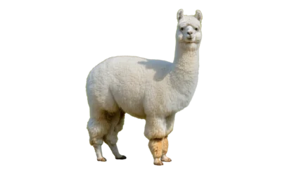Fototapeten Lama Fluffy cream-colored llama standing, displaying woolly fur and gentle expression  © Friedrich