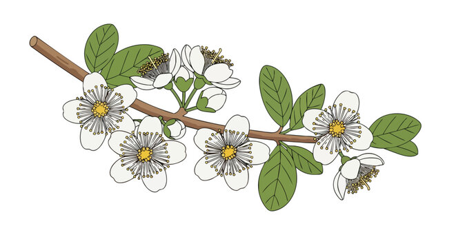 Illustration of a blooming guava tree branch with white flowers and green leaves