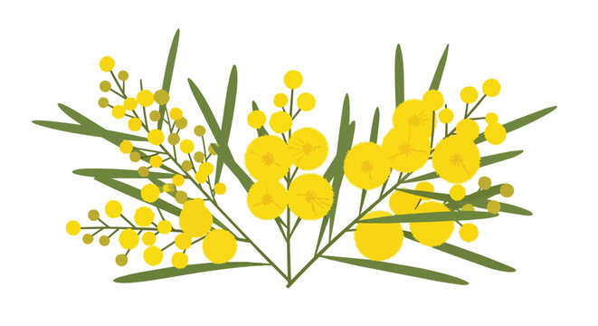 Minimalist Illustration of Yellow Mimosa Flowers and Green Leaves