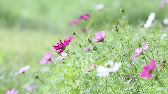 風に揺れるコスモス。公園や花壇にコスモスのある風景。スローモーション。