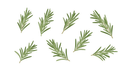 Obraz premium Eight individual green rosemary sprigs are neatly arranged and isolated on a clean white background.