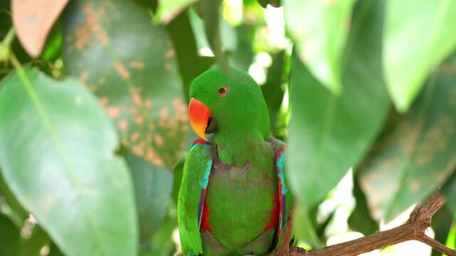A male Moluccan Eclectus Parrot (Eclectus roratus) perches on a branch under a lush tree canopy, close up shot.