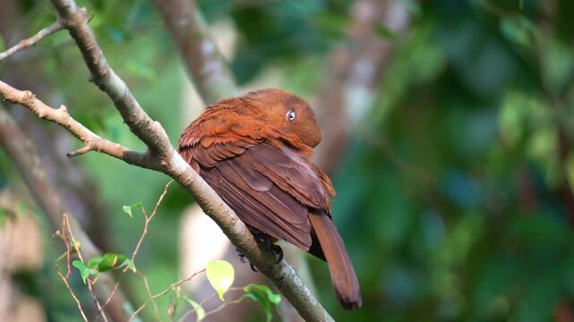 A female Andean cock-of-the-rock (Rupicola peruvianus) perches on tree branch, preening and grooming its plumage, close up shot.