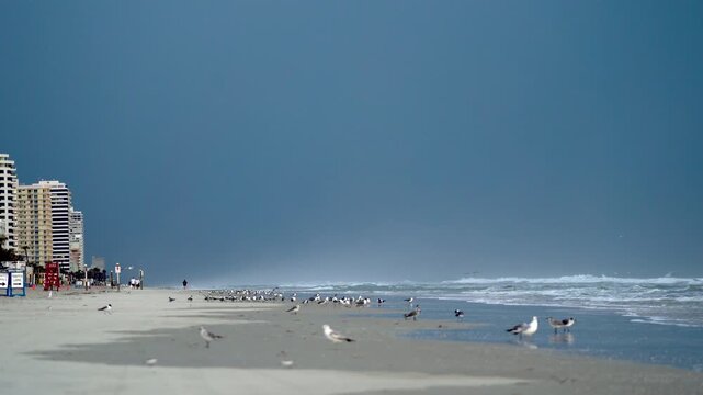 Dark stormy sky behind scavenging birds on Daytona Beach Florida