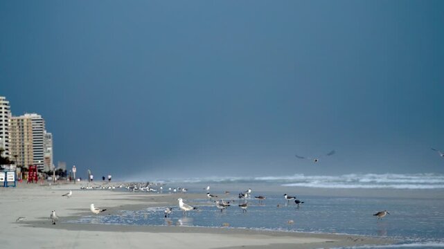 Birds in flight over Daytona Beach FL as lightning storm flashes