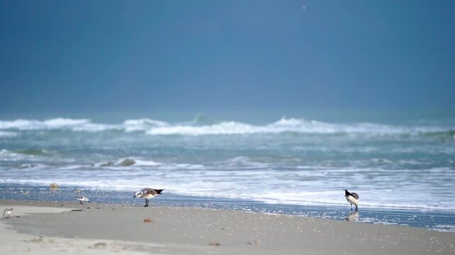 Gulls and other birds early morning grazing Daytona Beach FL