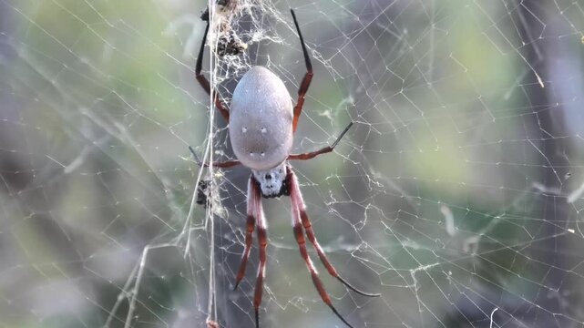 Australian Golden Orbweaver 