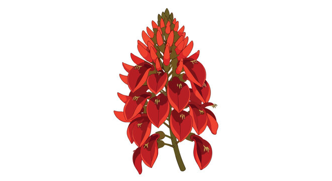 Vibrant Red Coral Tree Flower Illustration Isolated on White Background