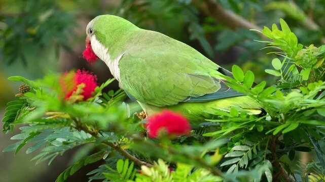 Close up shot of a Monk parakeet (Myiopsitta monachus) feeds on red powderpuff flower.
