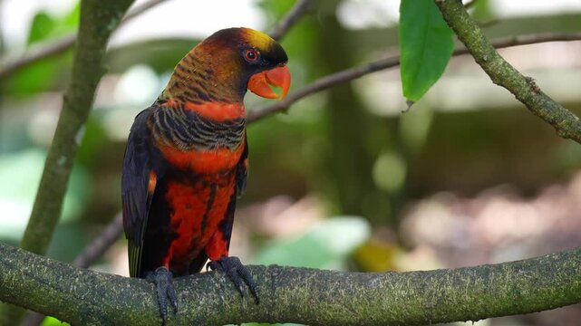 A Dusky Lory (Pseudeos fuscata) perches on a tree branch amidst lush green foliage, close up shot.