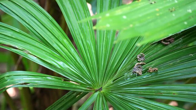 A Red-whiskered bulbul (Pycnonotus jocosus) perched on a large green leaf, spreads its wings and flies away, close up shot.