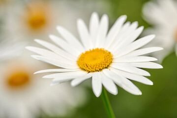 Fototapeta premium Botanical, springtime or daisy in nature with growth, pollinator or floral structure in ecology. Space, petals or flower outdoor with development, park environment or plant blooming in gardening.