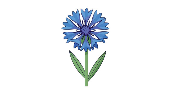 Vector Illustration of a Single Blue Cornflower Isolated on White Background