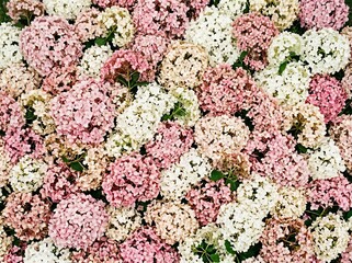 Fototapeta premium A sea of colorful Hydrangea flowers in full bloom. The vibrant hues create a beautiful and captivating sight.