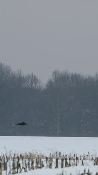 Europe. crows fight for prey in flight. Wild Bird Common Raven Corvus Corax above snowy winter f...