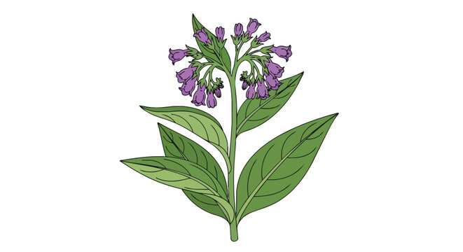 Hand Drawn Illustration of Comfrey Plant with Purple Flowers and Green Leaves
