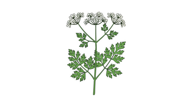 Botanical Illustration of Poison Hemlock Plant with White Flowers