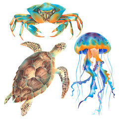 A set of watercolor marine animals: a crab, a turtle, and a hand-drawn jellyfish. Realistic illustration of a marine underwater animal. Colorful tropical bundle clipart for a poster, banner. © Marina
