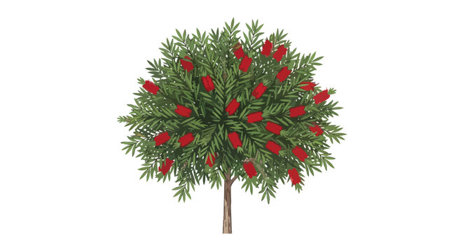 Callistemon Bottlebrush Tree Illustration