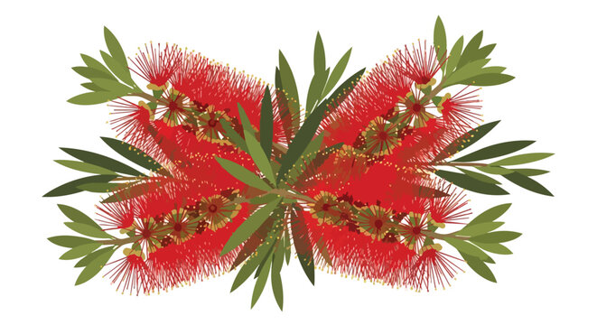 Red Bottlebrush Flower Illustration Isolated on White Background