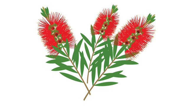Illustration of Red Bottlebrush Flowers with Green Leaves
