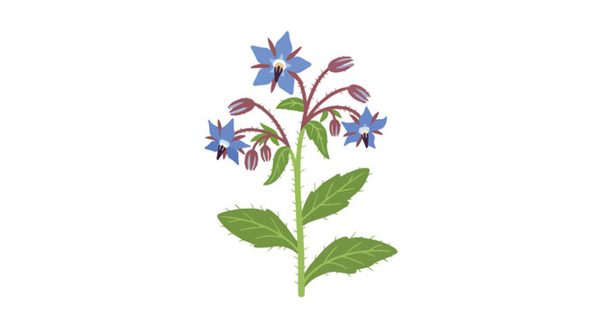 Hand Drawn Illustration of Borage Plant with Blue Star Flowers