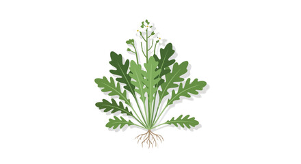 Obraz premium Vector illustration of a wild arugula plant with roots and flowers