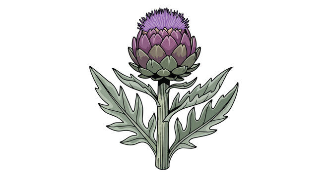Hand Drawn Illustration of a Purple Artichoke Thistle Flower