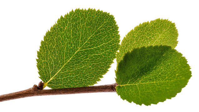 Vibrant green linden leaves attached to a reddish-brown branch, displaying intricate vein patterns
