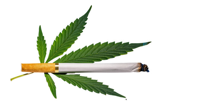 Rolled cannabis joint resting atop vibrant green cannabis leaf, displaying smoke