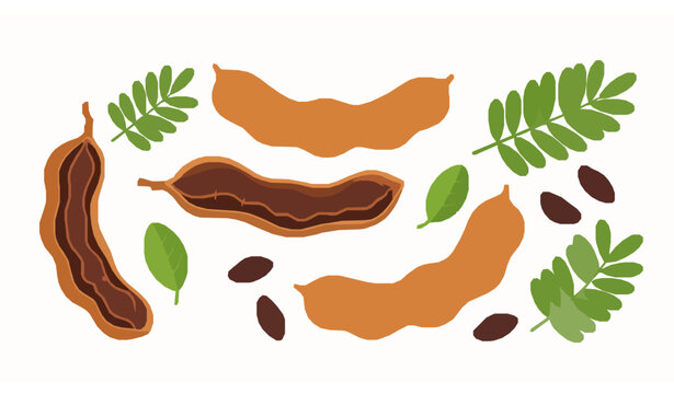 Tamarind fruit vector set with whole and opened pods seeds and leaves in flat cartoon style for packaging design