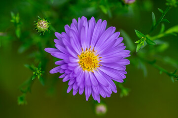 Obraz premium Symphyotrichum novi-belgii Almira blue flowering plant, beautiful summer autumn rich petal flowers in bloom
