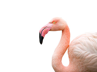 Flamant rose (Phoenicopterus roseus) détouré, portrait de profil d’un oiseau échassier isolé, gros plan sur la tête, le bec et le plumage © Colombe Delons
