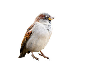 Moineau domestique (Passer domesticus) détouré, petit passereau européen isolé, plumage brun et gris en gros plan © Colombe Delons