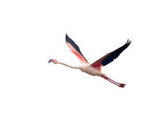 Flamant rose (Phoenicopterus roseus) en vol détouré, oiseau échassier isolé ailes déployées, silhouette dynamique et plumage coloré © Colombe Delons