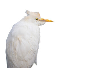 Héron garde-bœufs (Bubulcus ibis) en plumage nuptial, portrait naturaliste détouré sur fond noir © Colombe Delons