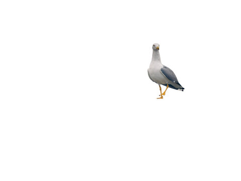 Go&eacute;land leucoph&eacute;e (Larus michahellis) d&eacute;tour&eacute;, oiseau marin isol&eacute; avec espace n&eacute;gatif, vue lat&eacute;rale en pied