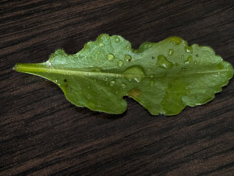 Macro photography of a fresh green dock leaf covered in clear dew drops on a dark wood background. Crisp, detailed texture and organic structure